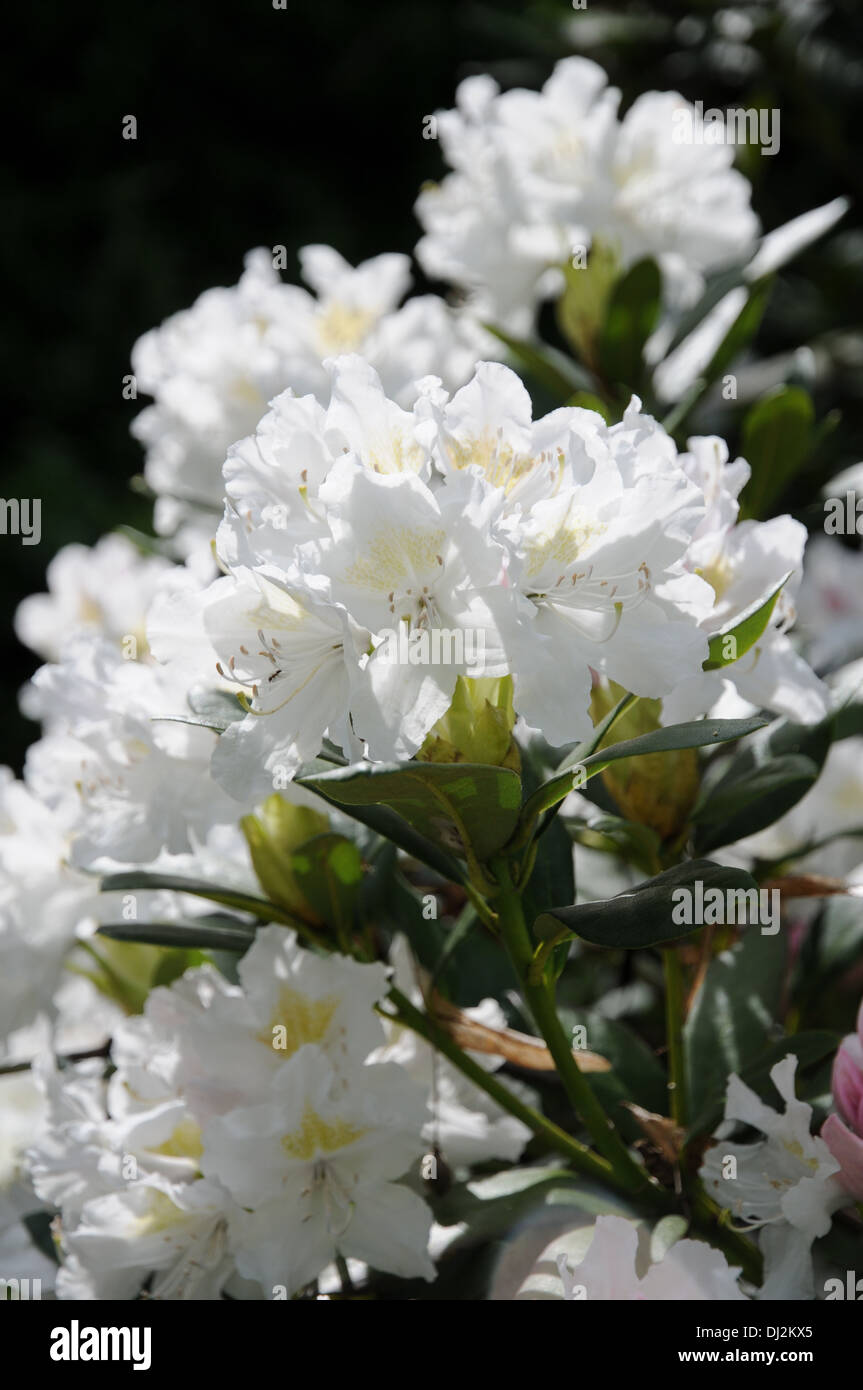 Rhododendron Cunningham`s White Stock Photo